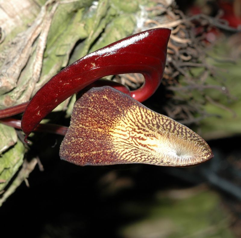 Aristolochiaceae Aristolochia leuconeura