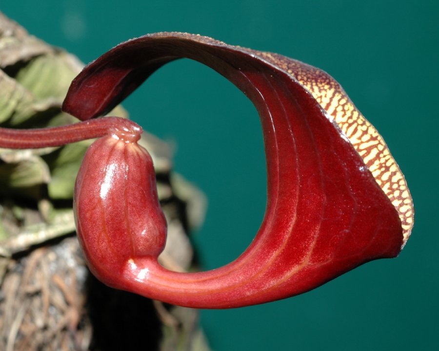 Aristolochiaceae Aristolochia leuconeura