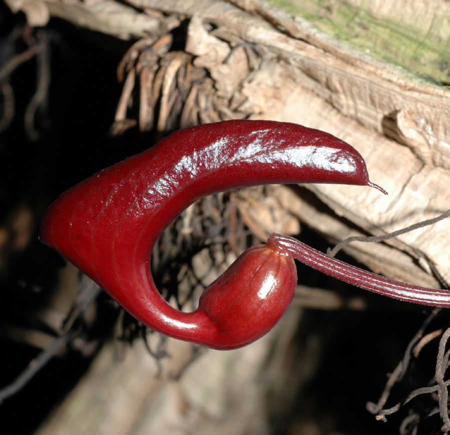Aristolochiaceae Aristolochia leuconeura