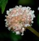 image of Pilea semidentata