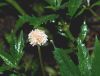 image of Pilea semidentata