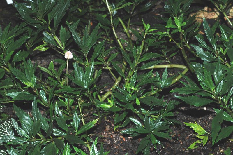 Urticaceae Pilea semidentata