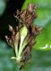 image of Tetranema roseum