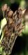 image of Tetranema roseum