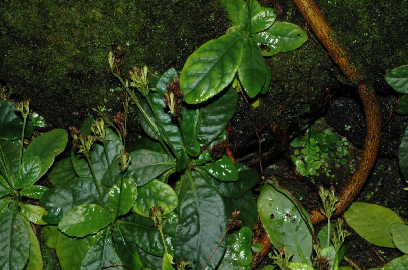 Plantaginaceae Tetranema roseum