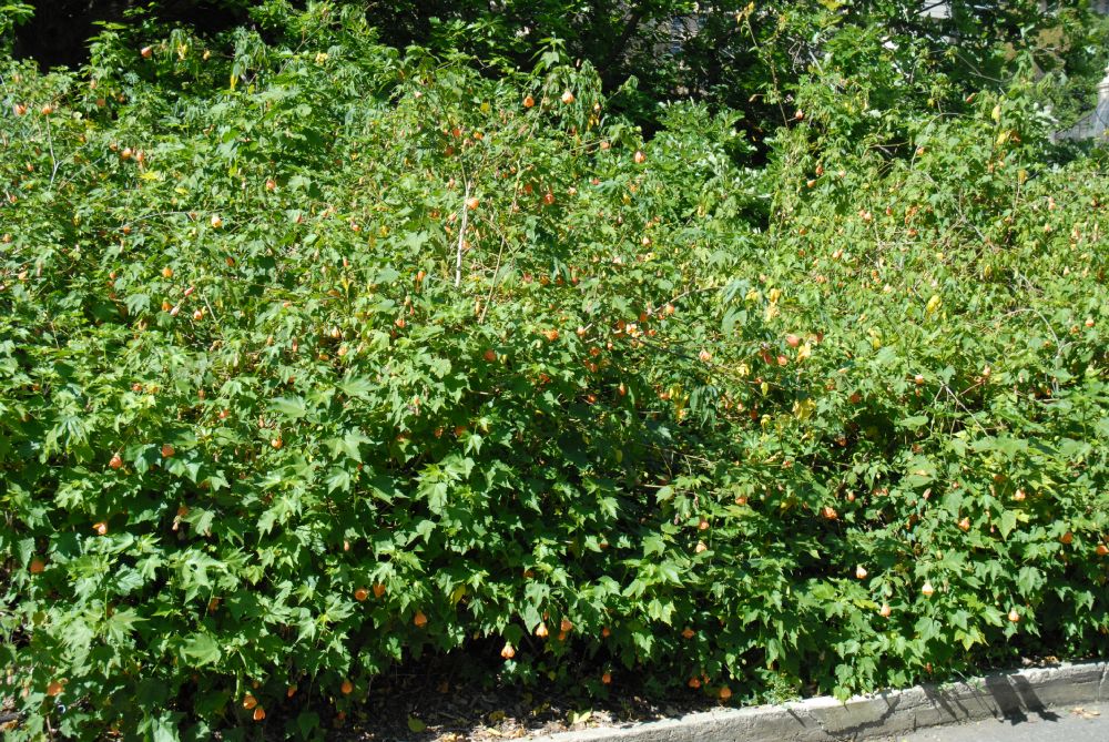 Malvaceae Abutilon peruvianum