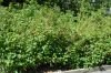 image of Abutilon peruvianum