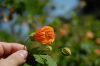 image of Abutilon peruvianum