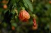 image of Abutilon peruvianum