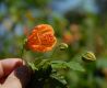 image of Abutilon peruvianum