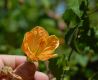 image of Abutilon peruvianum