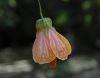 image of Abutilon peruvianum