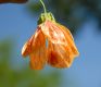 image of Abutilon peruvianum