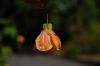 image of Abutilon peruvianum
