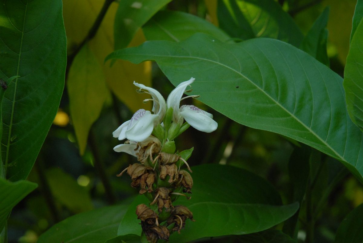 Acanthaceae Justicia vasica