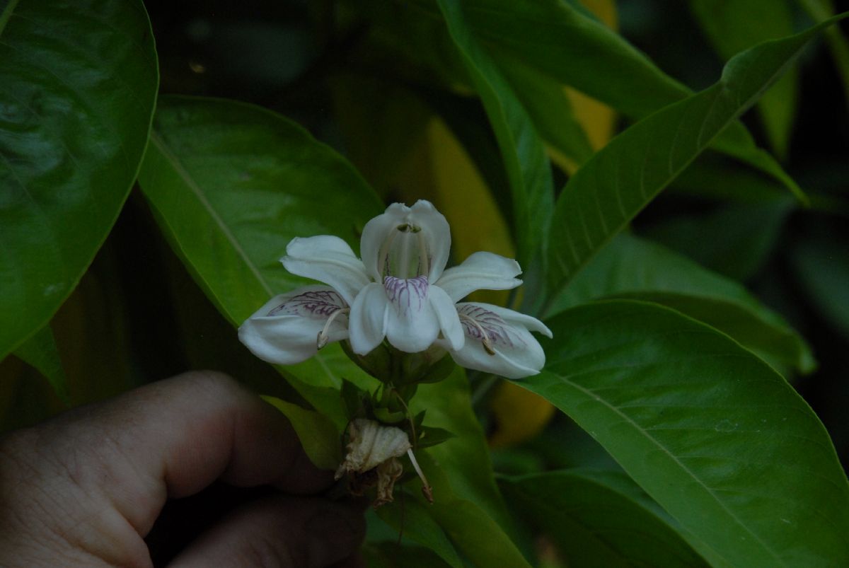 Acanthaceae Justicia vasica