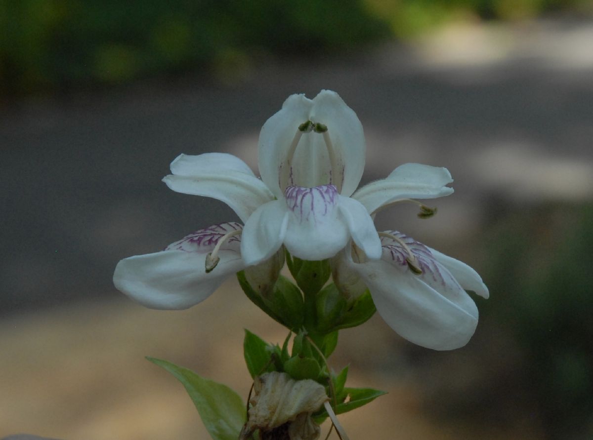 Acanthaceae Justicia vasica