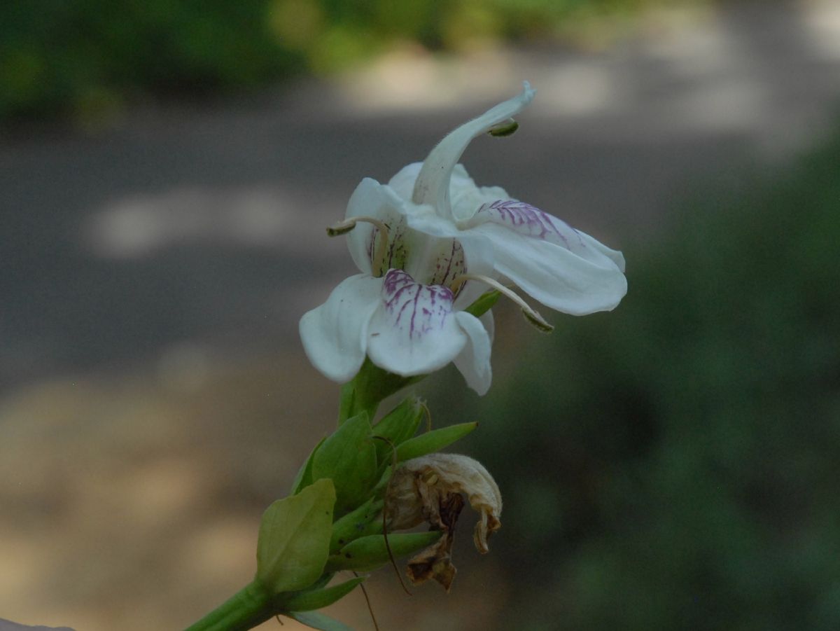 Acanthaceae Justicia vasica