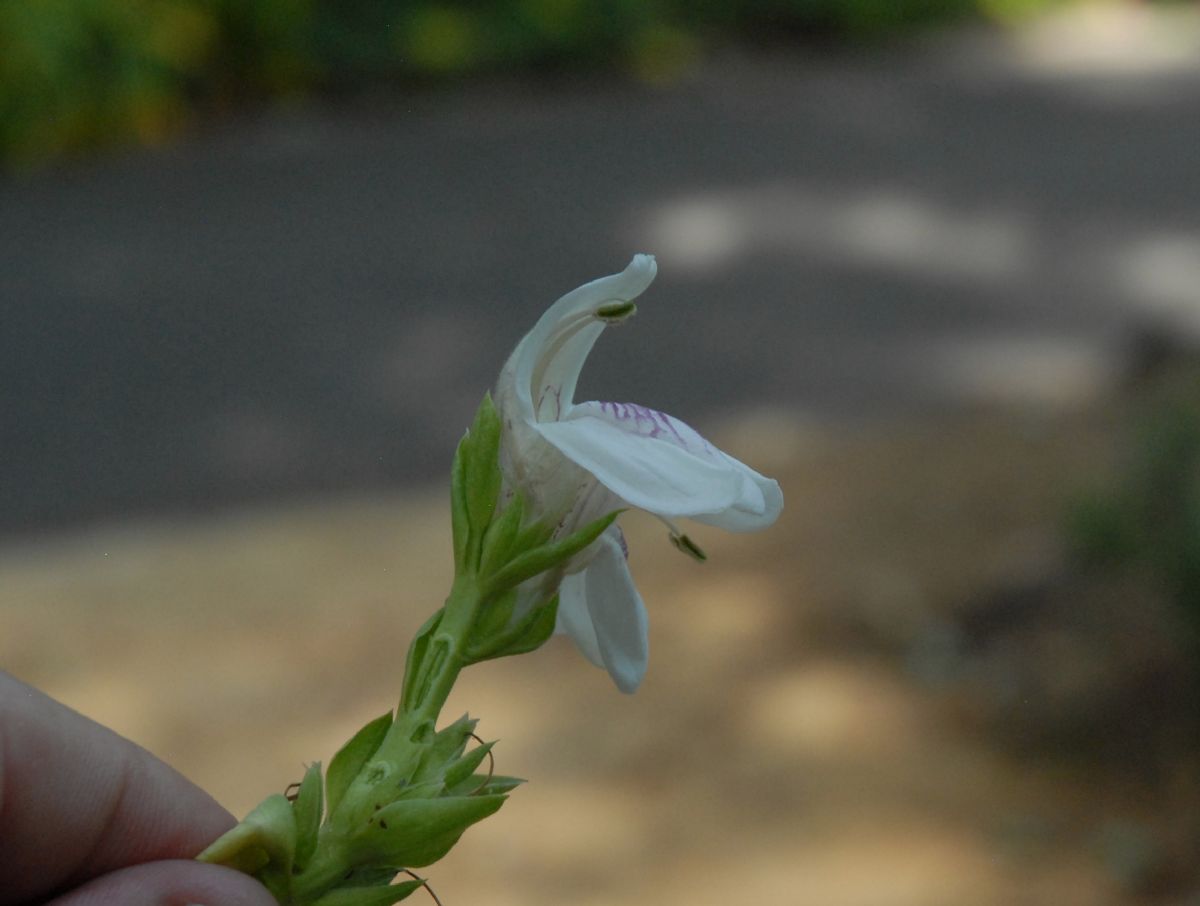 Acanthaceae Justicia vasica