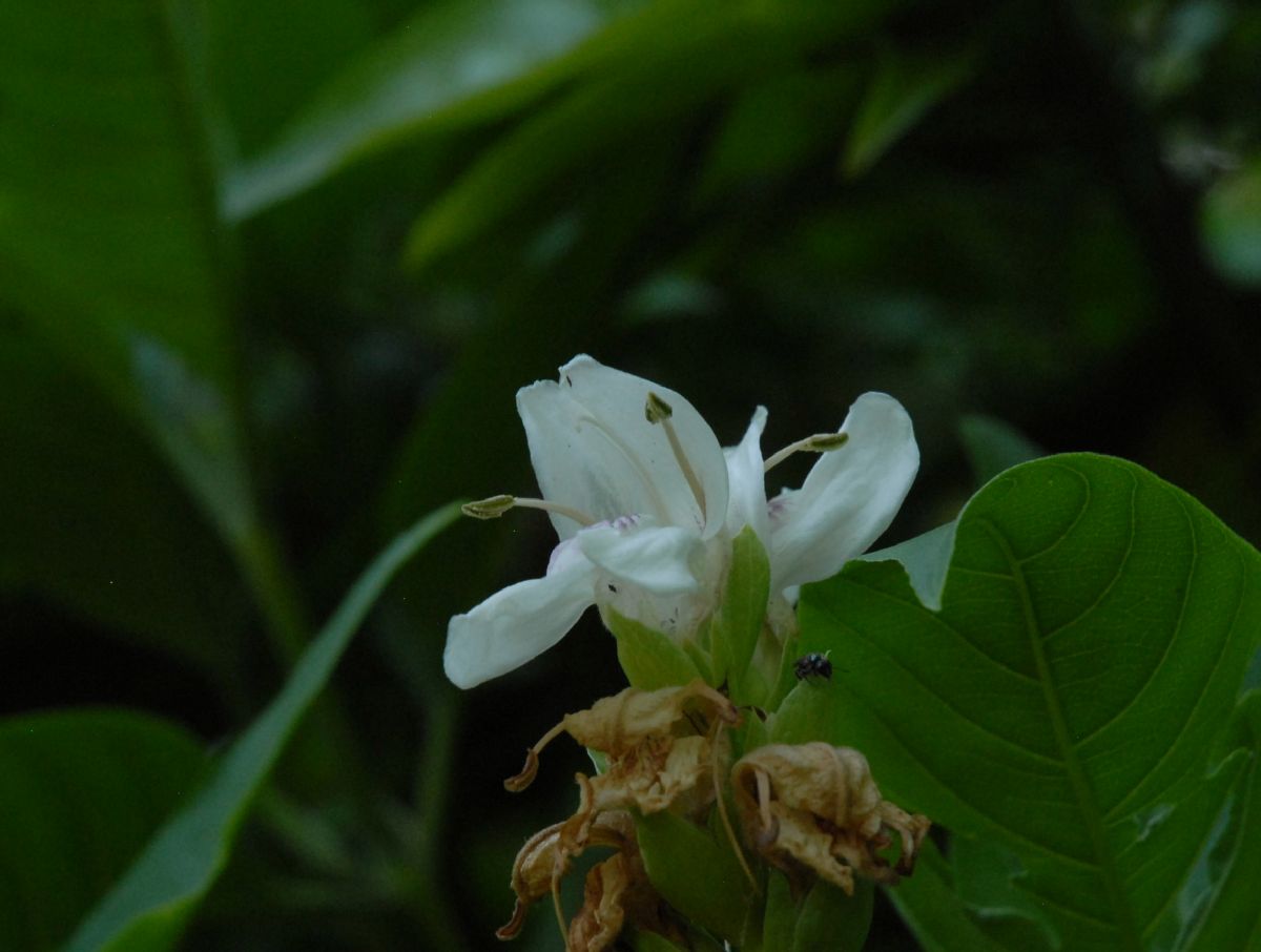 Acanthaceae Justicia vasica