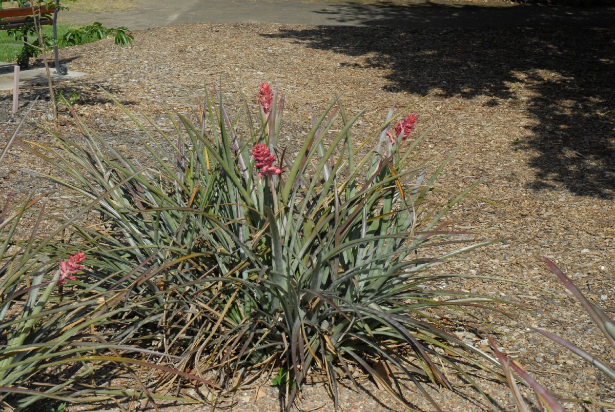 Bromeliaceae Aechmena distichantha