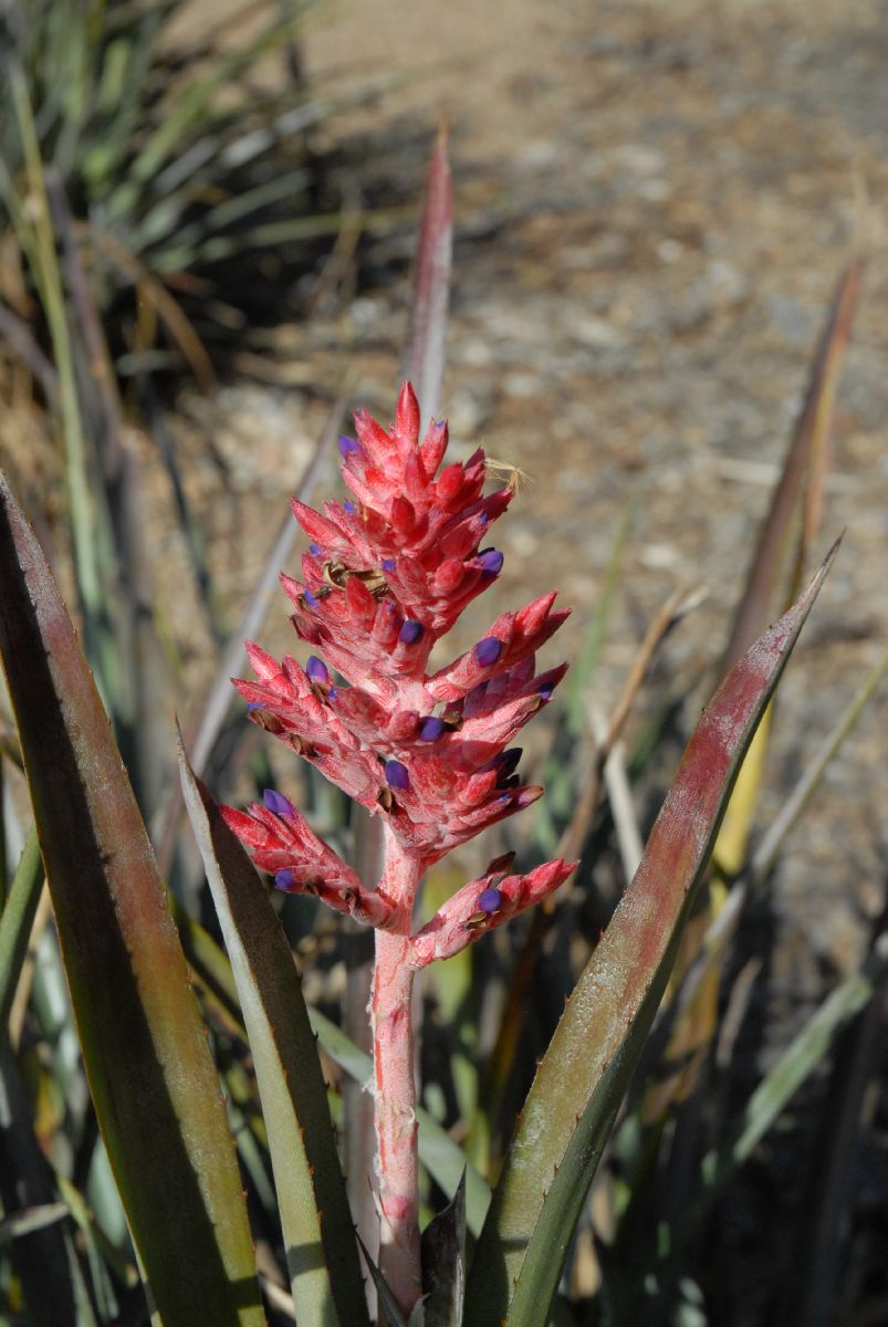 Bromeliaceae Aechmena distichantha