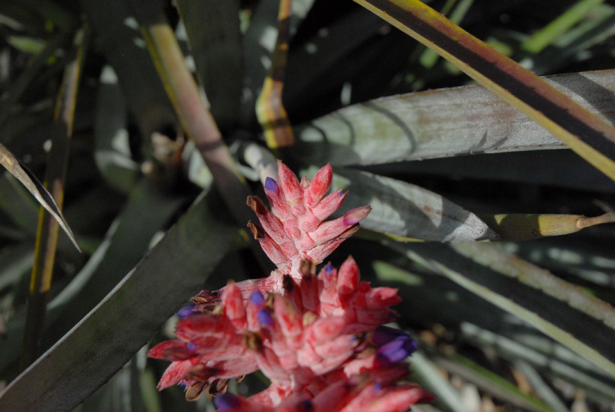 Bromeliaceae Aechmena distichantha