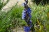 image of Aristea major
