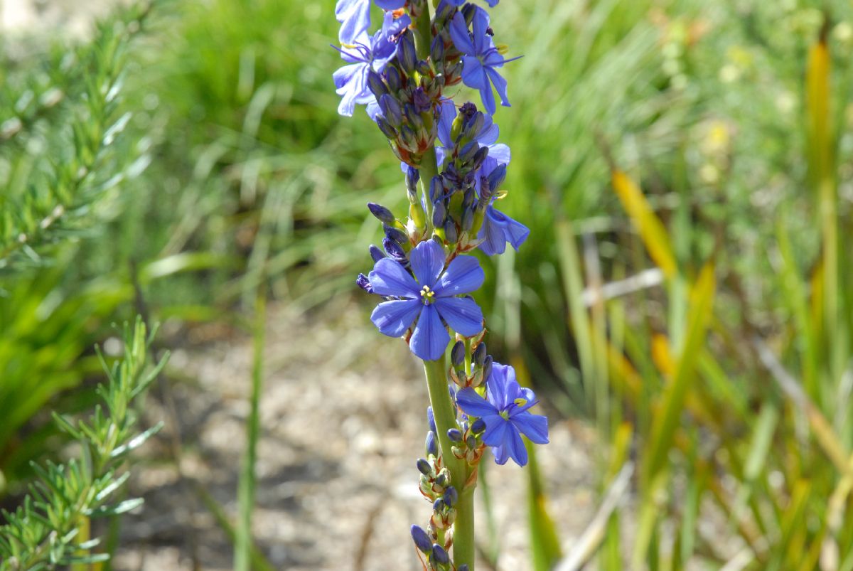Iridaceae Aristea major