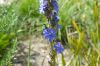 image of Aristea major