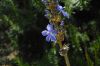 image of Aristea major