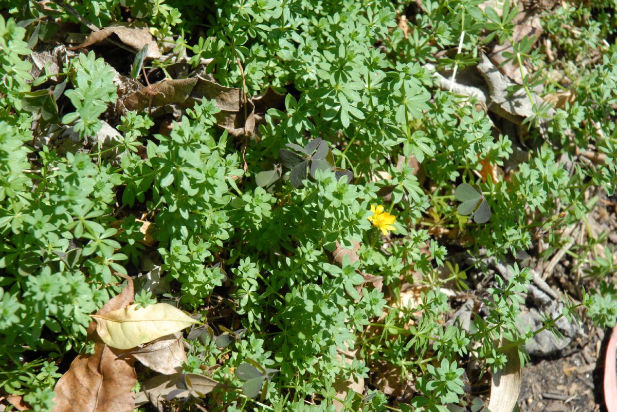 Rubiaceae Asperula tinctoria