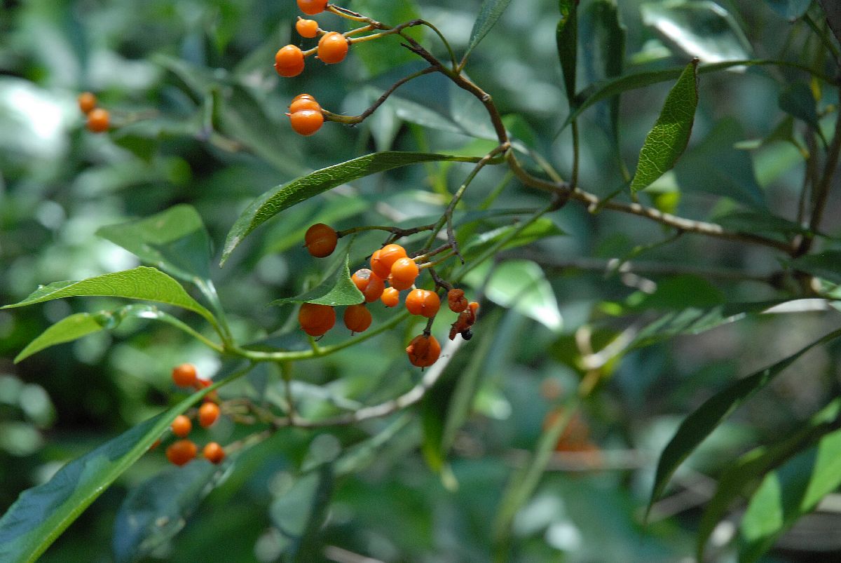 Pittosporaceae Auranticarpa rhombifolia