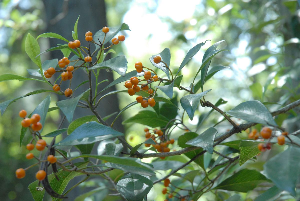 Pittosporaceae Auranticarpa rhombifolia