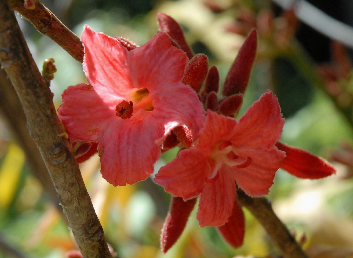 Sterculiaceae Brachychiton bidwillii