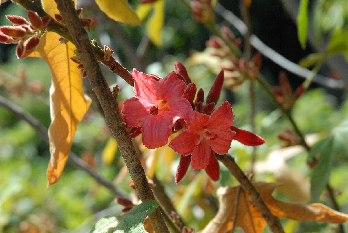 Sterculiaceae Brachychiton bidwillii