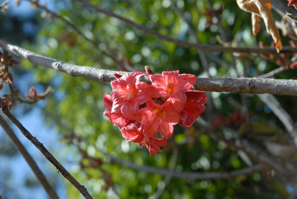Sterculiaceae Brachychiton bidwillii