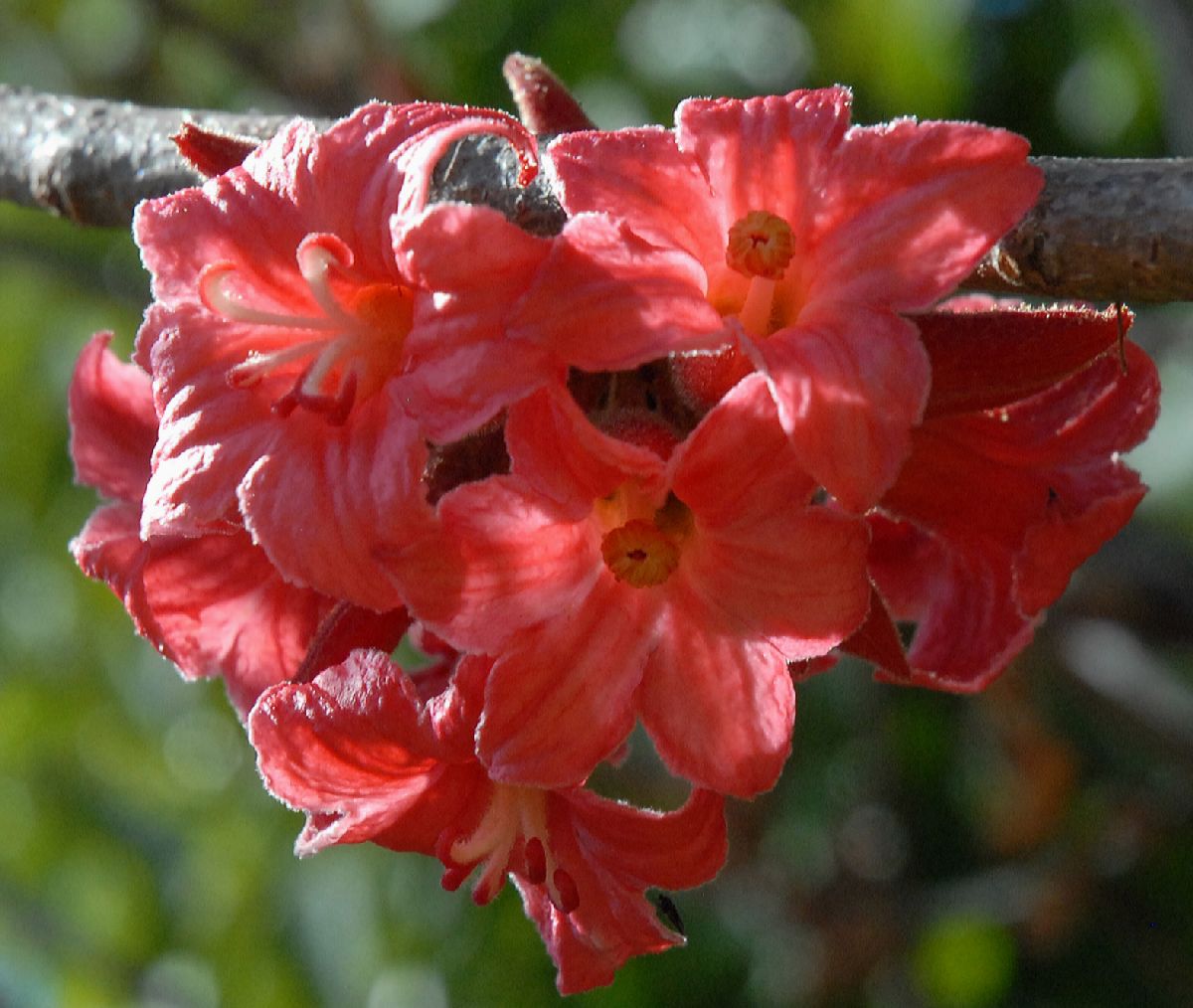 Sterculiaceae Brachychiton bidwillii
