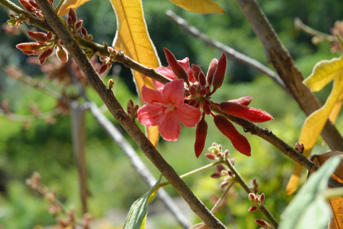 Sterculiaceae Brachychiton bidwillii
