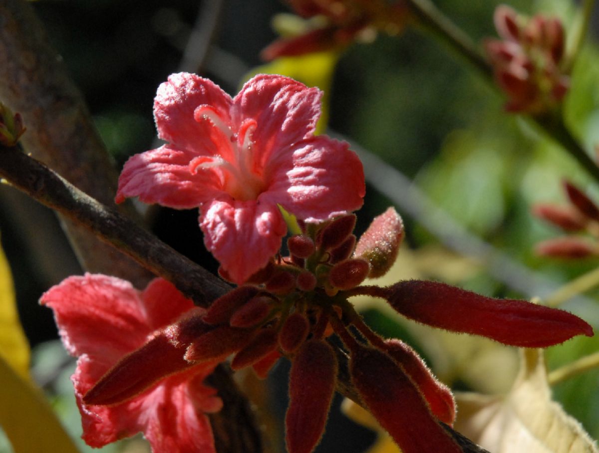 Sterculiaceae Brachychiton bidwillii