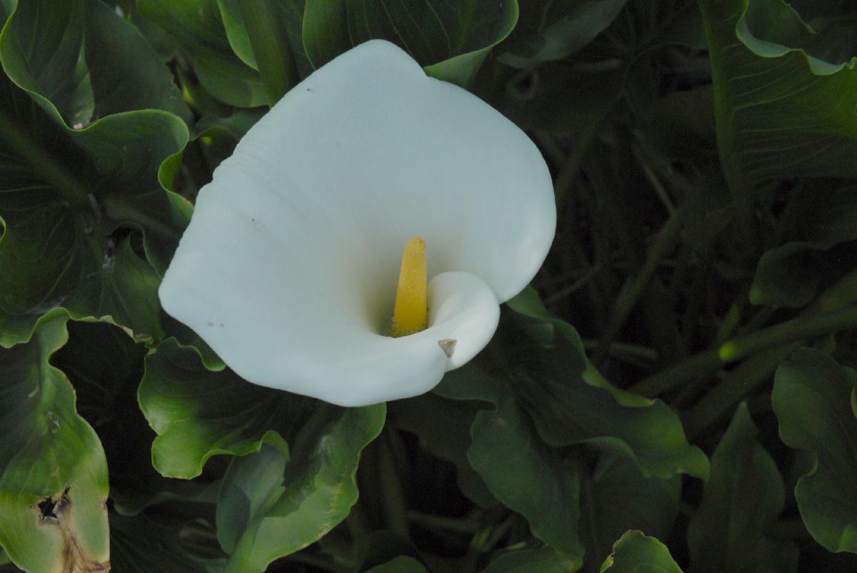 Araceae Calla palustris