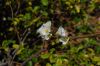 image of Chaenomeles speciosa