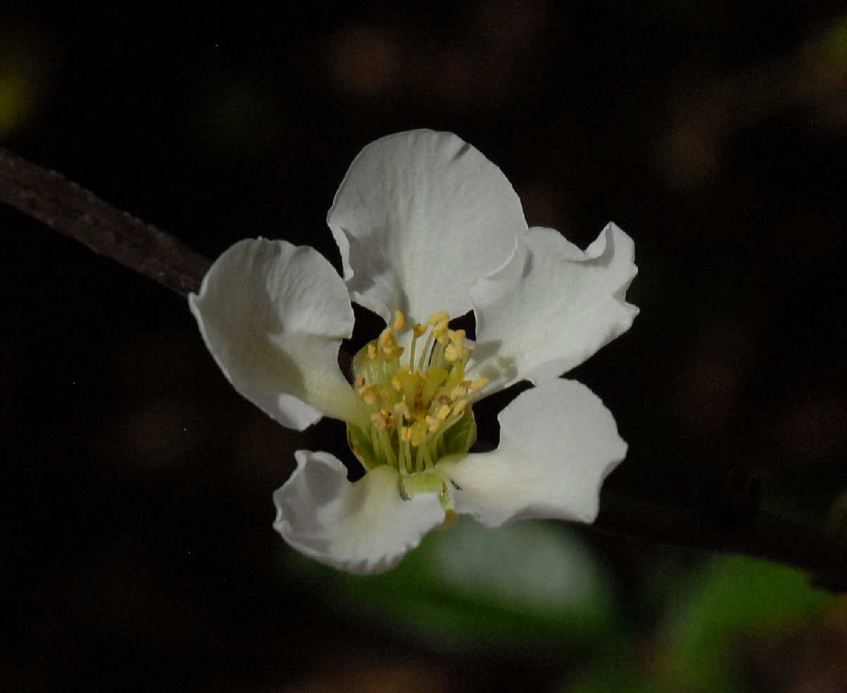 Rosaceae Chaenomeles speciosa