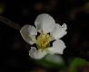 image of Chaenomeles speciosa