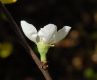 image of Chaenomeles speciosa