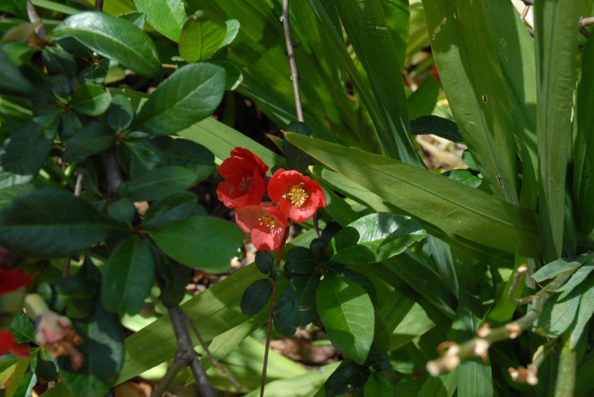 Rosaceae Chaenomeles speciosa