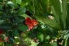 image of Chaenomeles speciosa