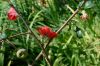 image of Chaenomeles speciosa
