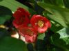 image of Chaenomeles speciosa