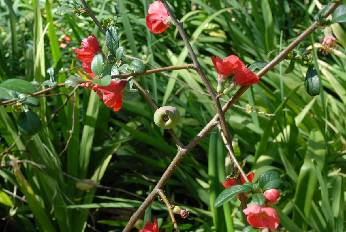 Rosaceae Chaenomeles speciosa